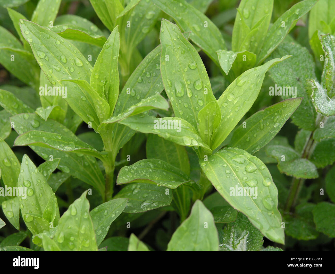 drops herb leaves plants Real soapwort Saponaria officinalis Stock Photo