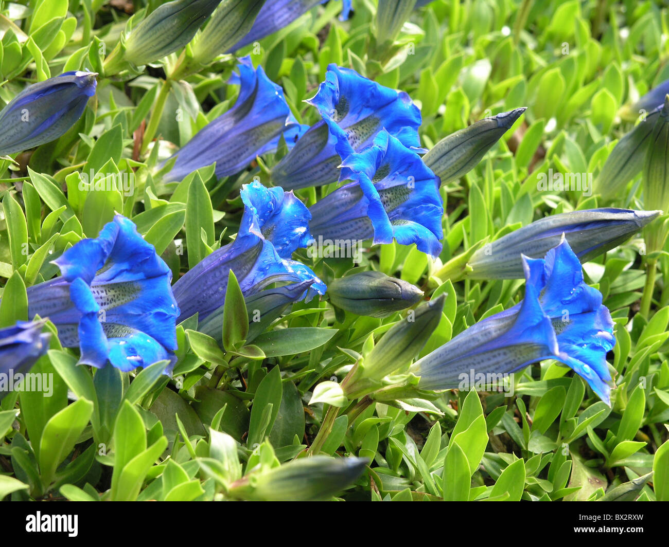 Alps blossoms blue botany flora flowers Gentian Gentiana kochiana mountains stemless Europe Stock Photo