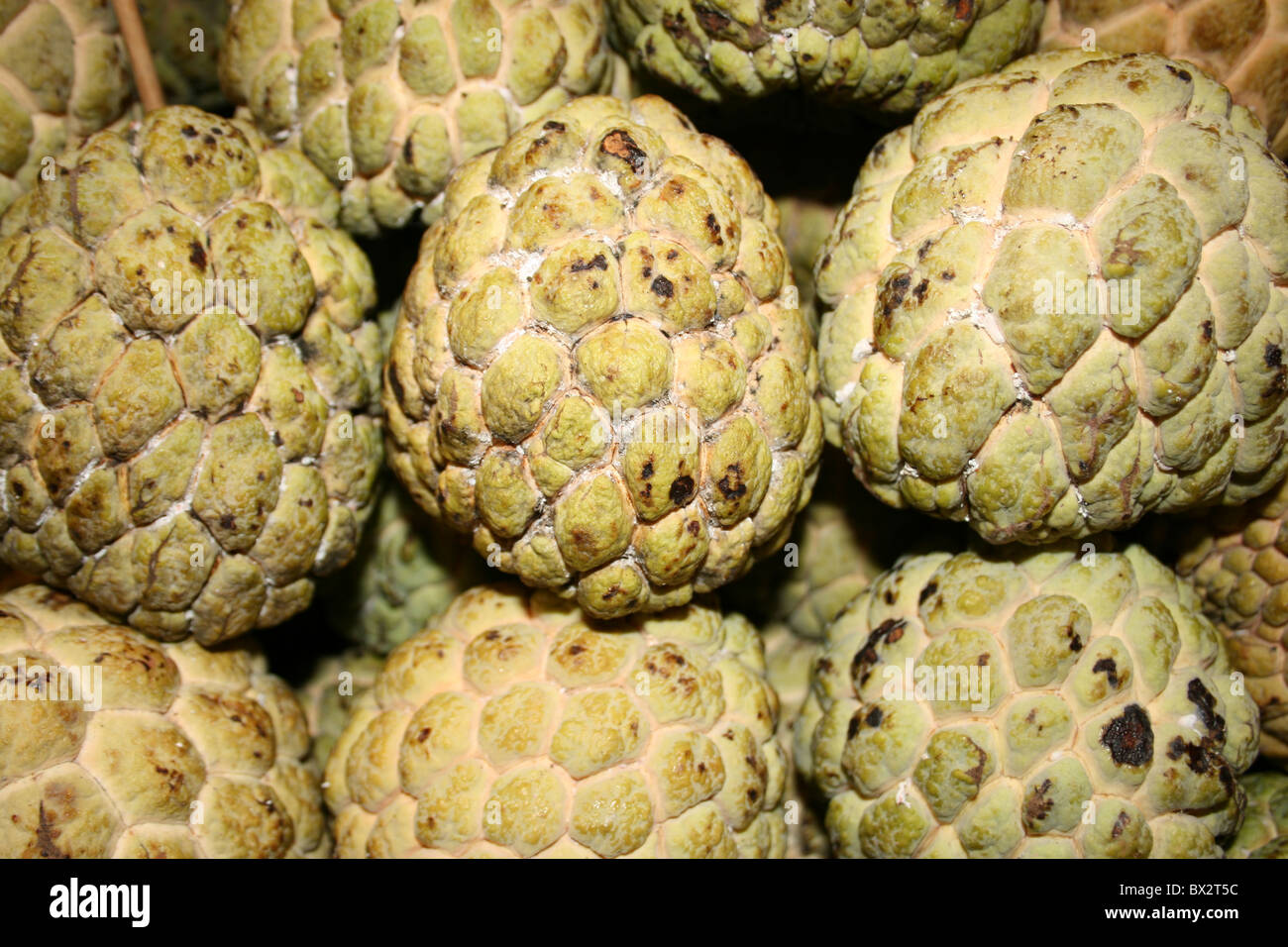 apple custard fruit