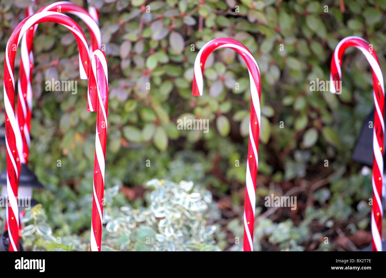 Candy canes display hires stock photography and images Alamy