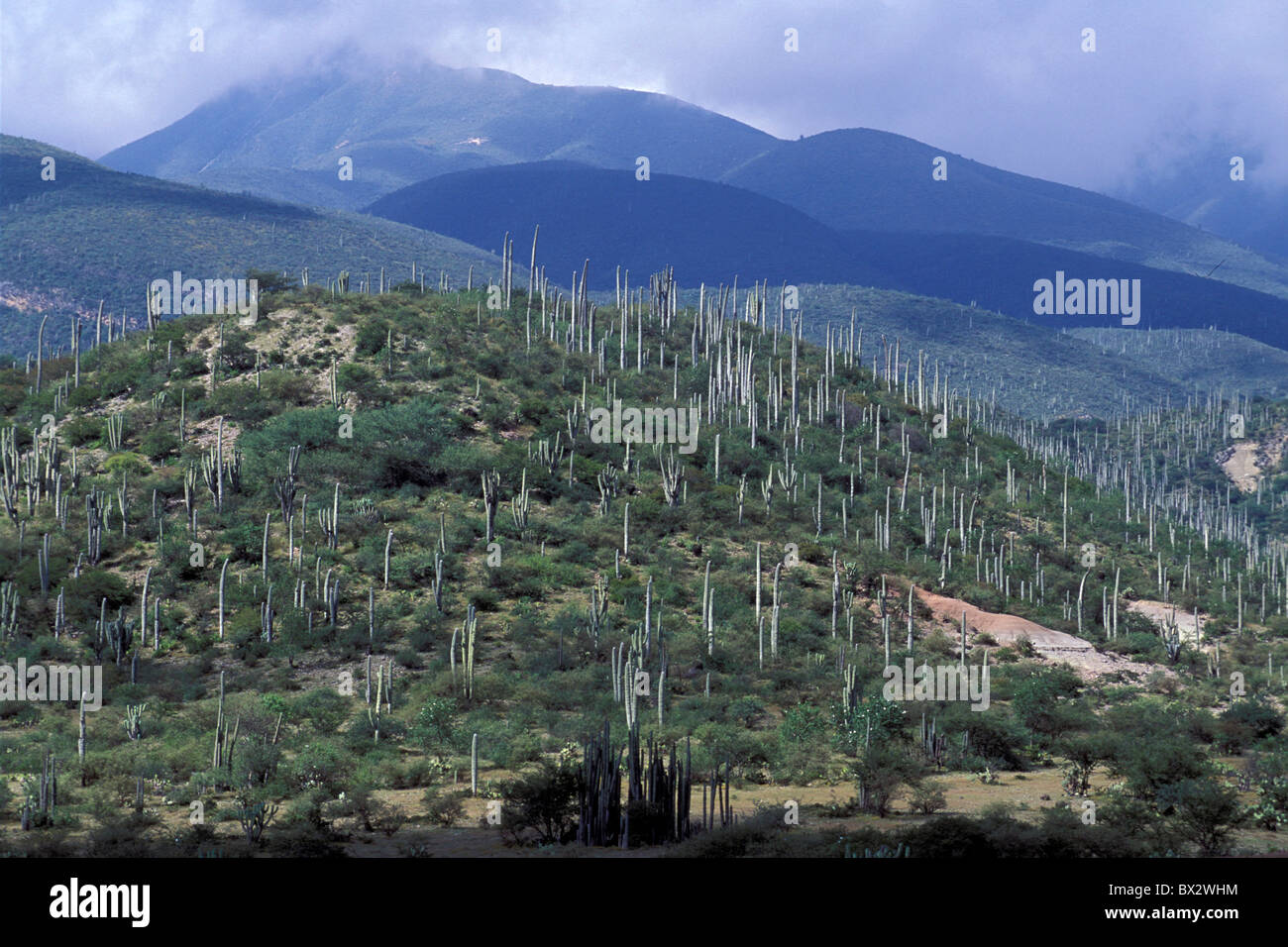 Sierra Madre Oriental Mexico Central America America Puebla near Tehuacan Stock Photo Alamy
