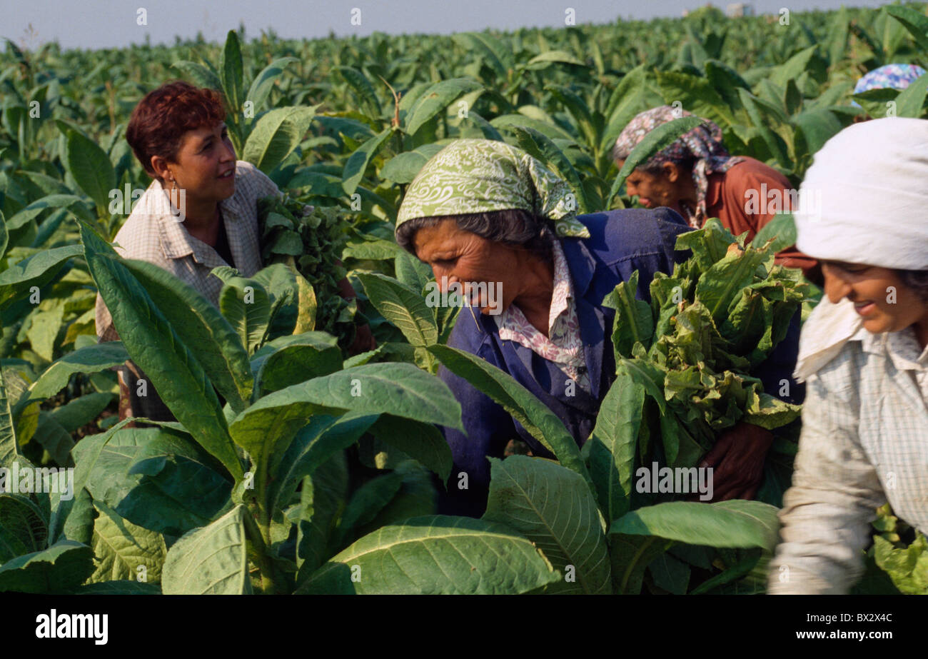 Harvest of Tobacco near Vraza, Bulgaria Stock Photo