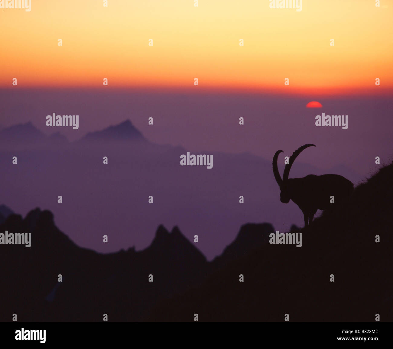 Capricorn Alpstein Lisegrat Santis mountains sunrise sundown animals animal silhouette sea of fog mood dus Stock Photo