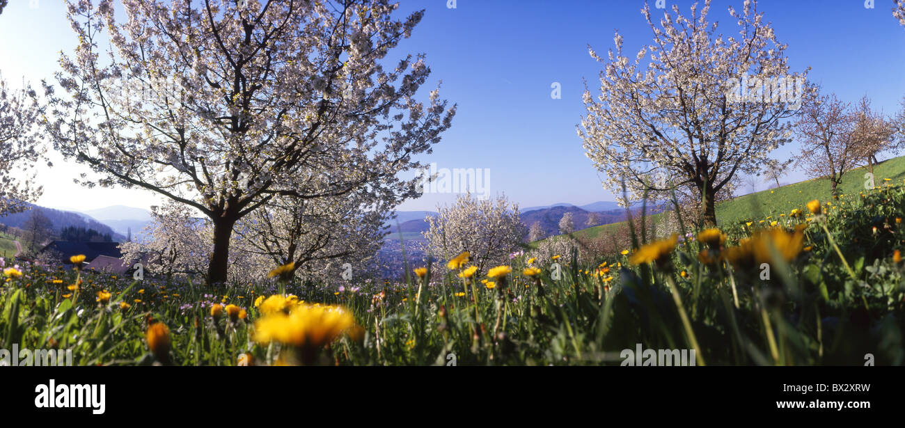 scenery landscape agriculture fruit-trees cherry flower blossom spring cherry tree dandelion flower meadow S Stock Photo