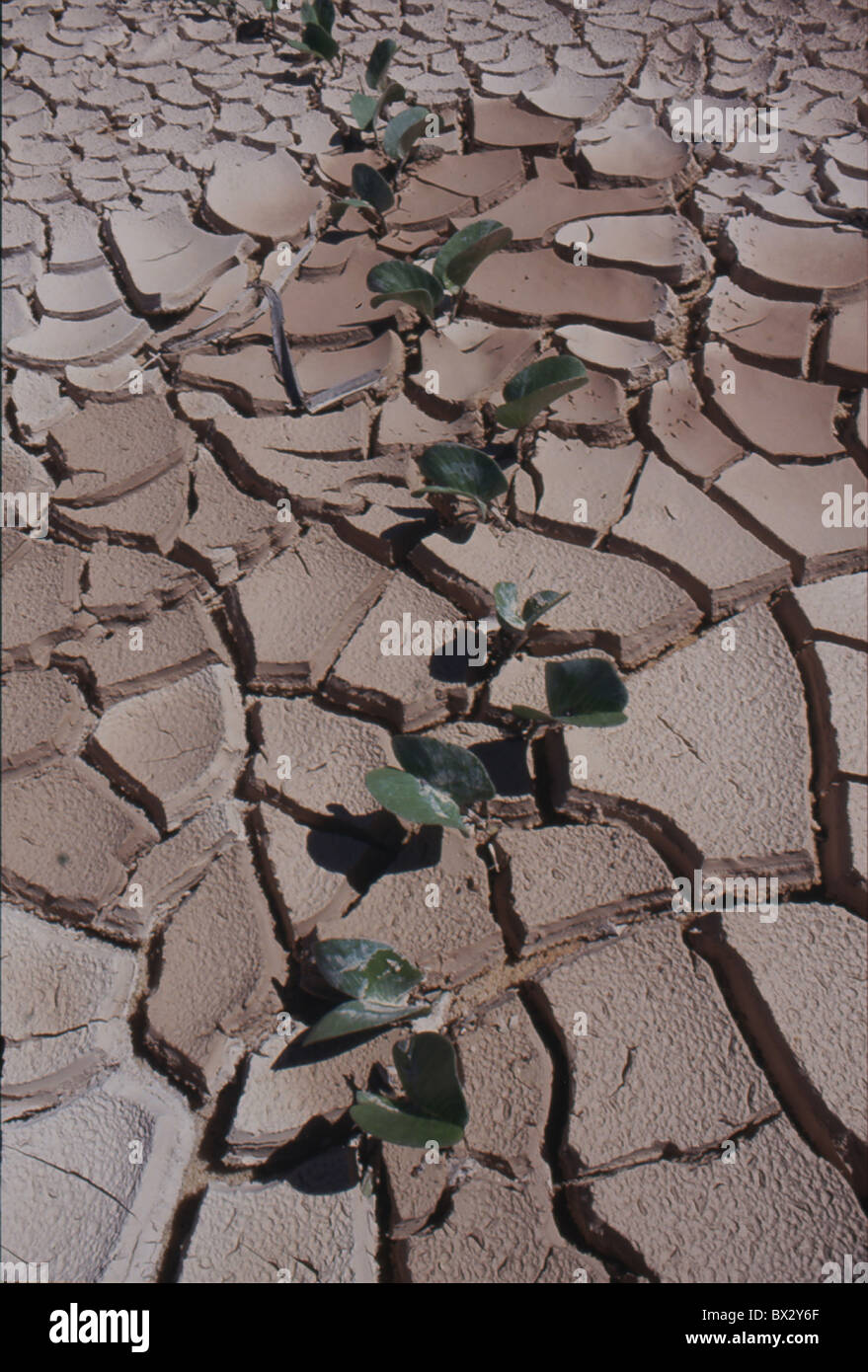 desert loam dry tears leaves plants lives nature heat dryness Stock Photo