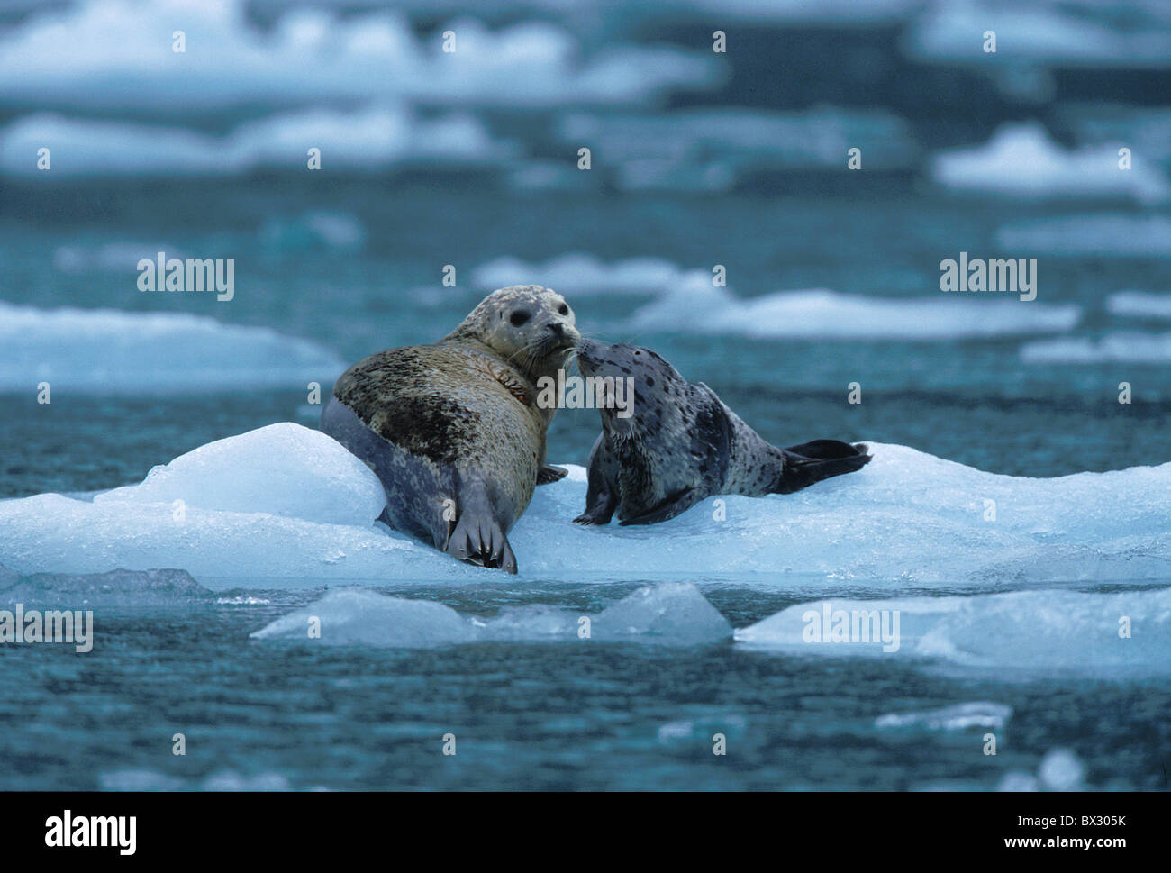 Largha seal Phoca largha Spotted Seal feminine female mother young animal dam baby portrait affection admir Stock Photo