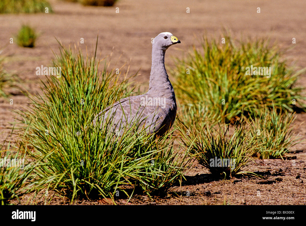 chickens goose Cereopsis novaehollandiae geese bird birds animals