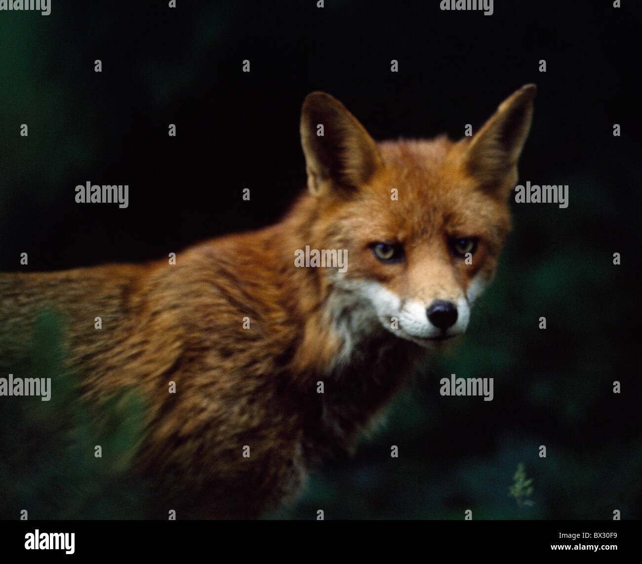 Red Fox; Ireland Stock Photo - Alamy