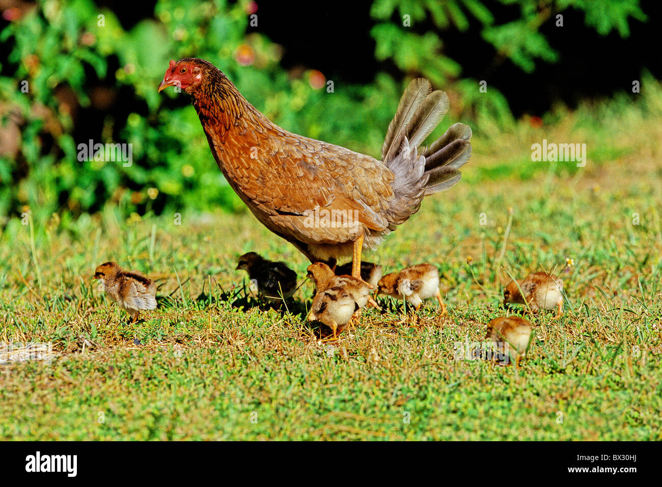 chicken hen fledgling young animals dam chickens hens birds bird animals animal Stock Photo - Alamy chicken hen fledgling young animals dam chickens hens birds bird animals animal Stock Photo - Alamy