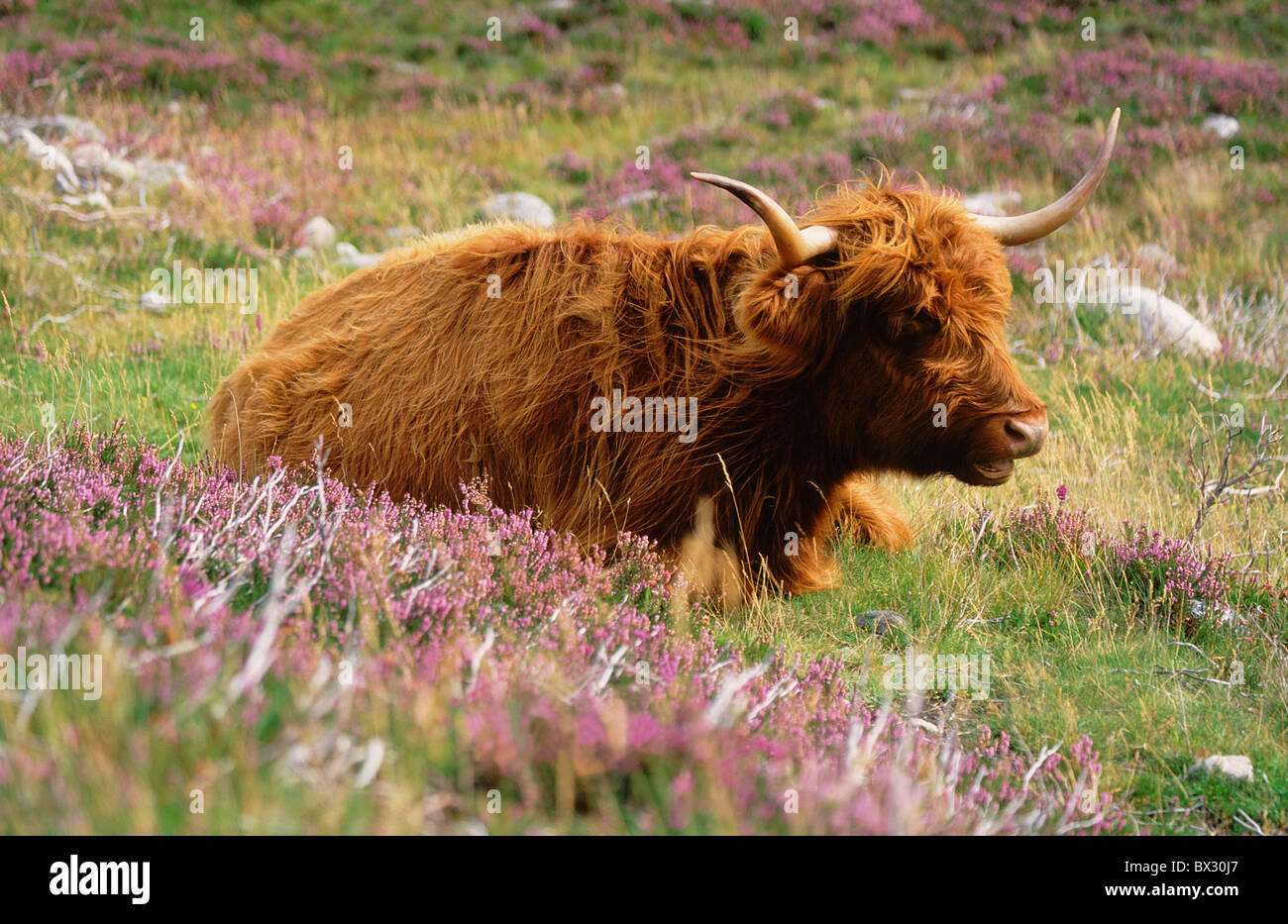 Scottish highland bovine animal cow bovine animal Highland Cattle