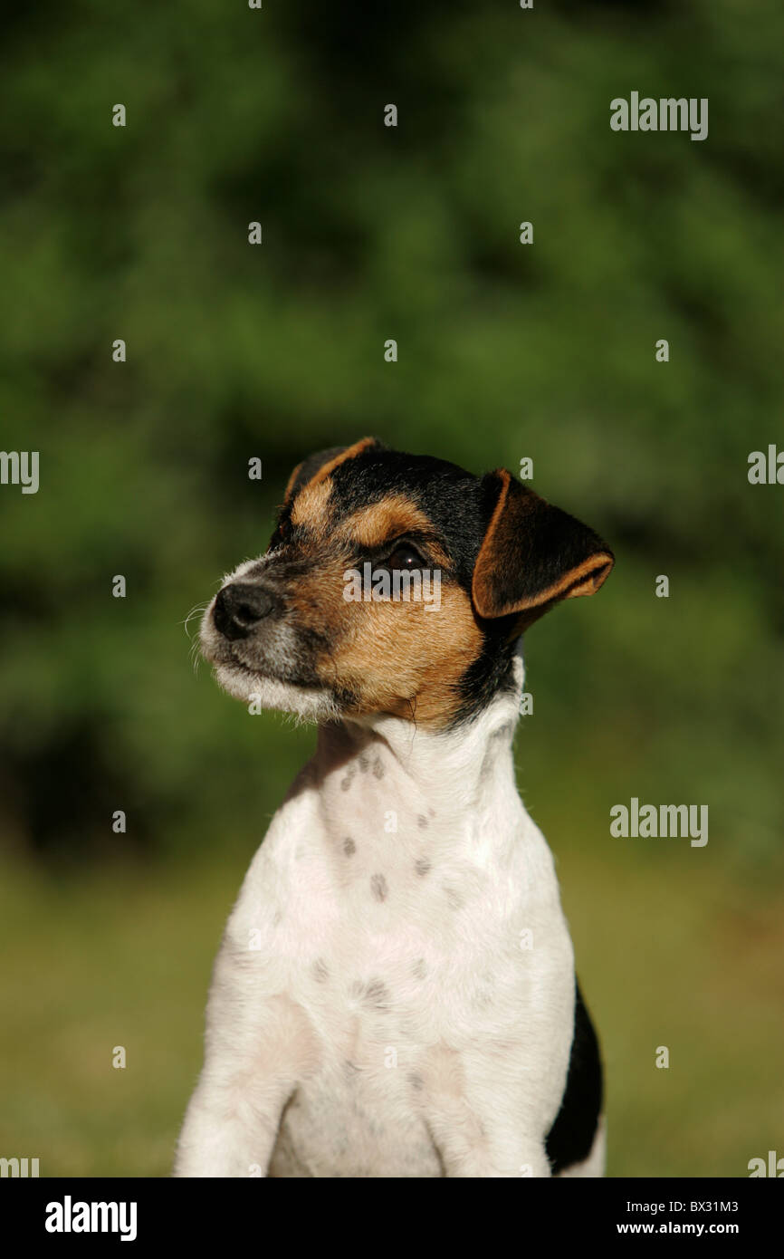 Jack Russell Terrier Puppy Stock Photo