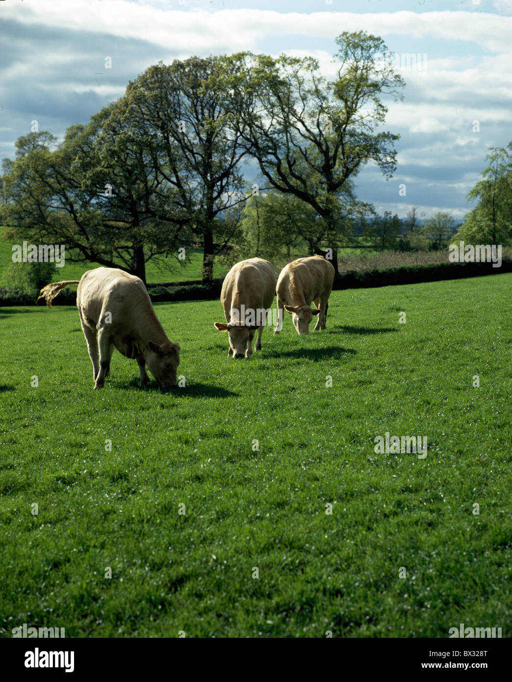 Cow cows clouds grazing hi-res stock photography and images - Alamy