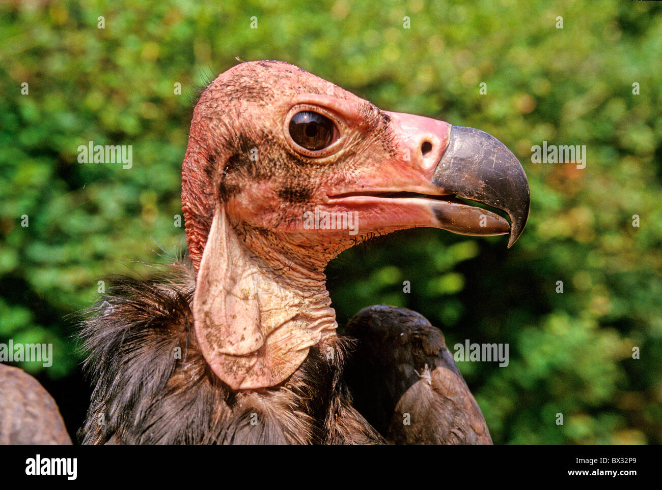 cloth vultures bald head vultures Sarcogyps calvus portrait profile