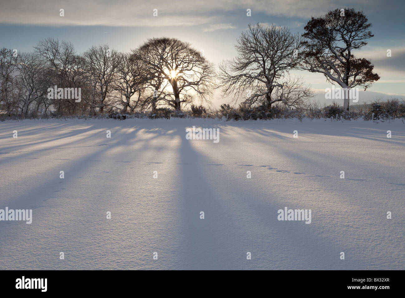 Morning sun shining through a row of trees throwing shadows on a snowy field Stock Photo Alamy