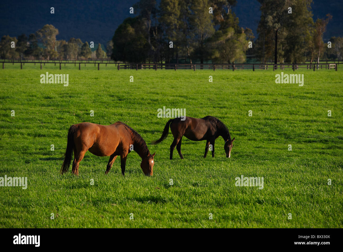 Horses grazing in lush pastures Stock Photo