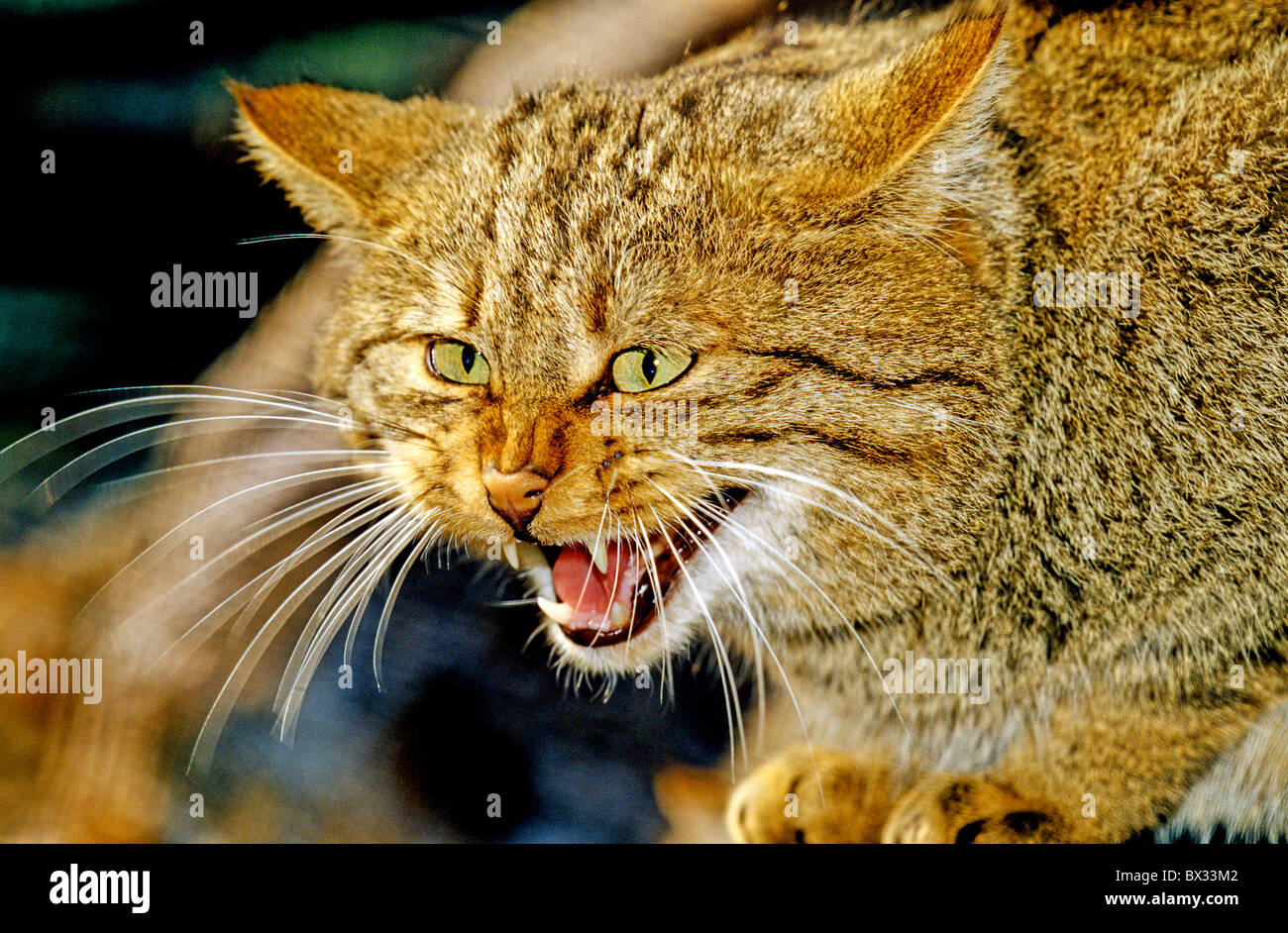 European wild cat Felis silvestris silvestris animals animal cat hissing hiss Stock Photo - Alamy European wild cat Felis silvestris silvestris animals animal cat hissing hiss Stock Photo - Alamy