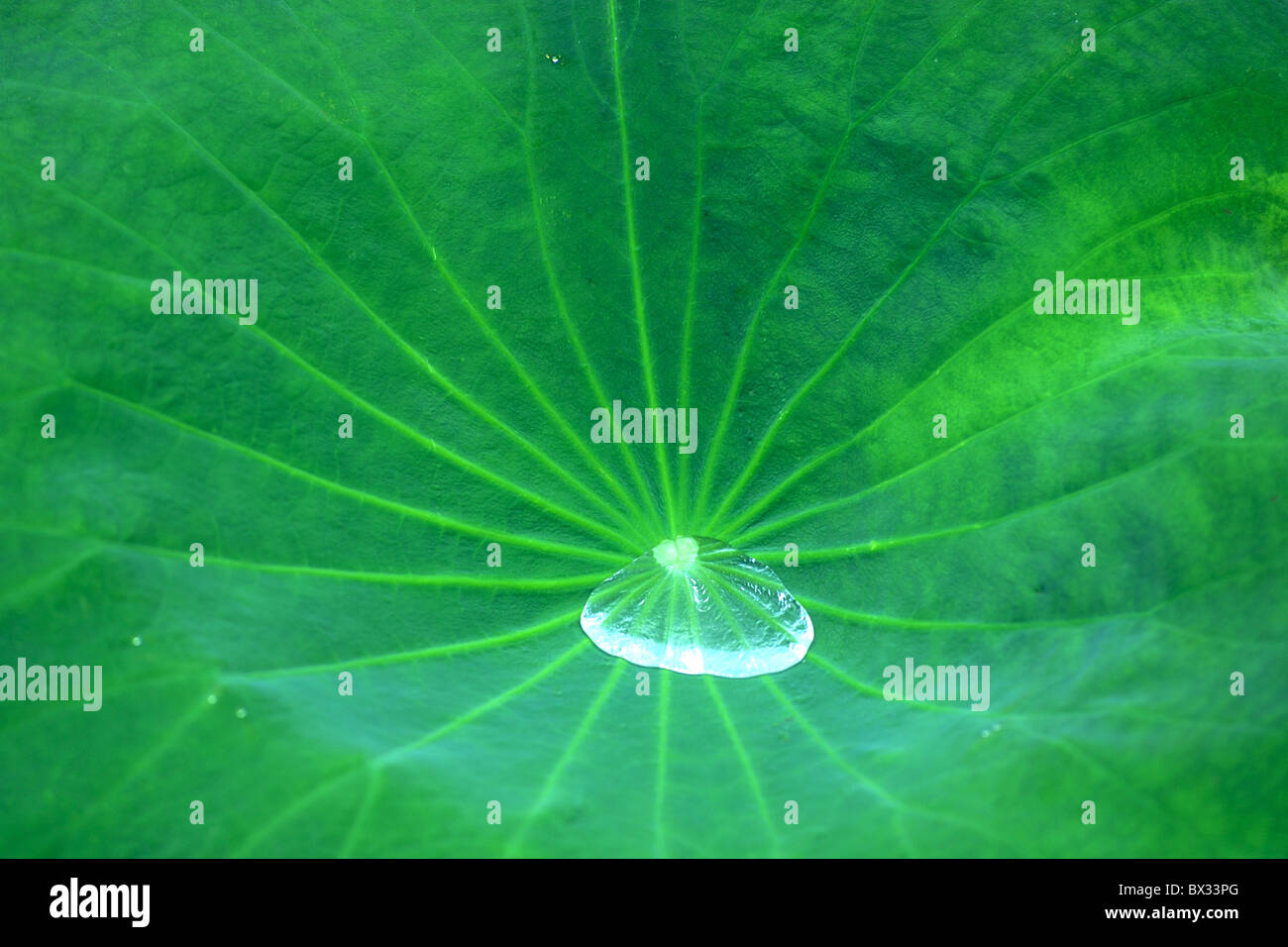 Water drop on the green lotus leaf Stock Photo - Alamy