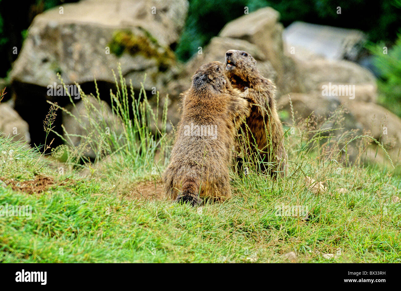 Alpine marmot groundhog Marmota marmota two duel fight battle fighting