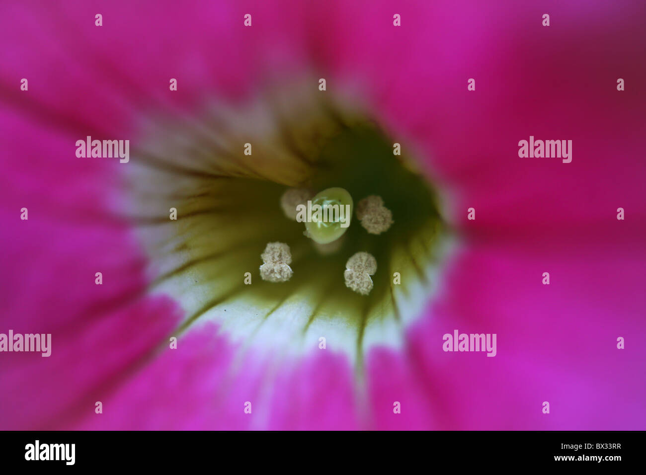 Nice close up hi-res stock photography and images - Alamy