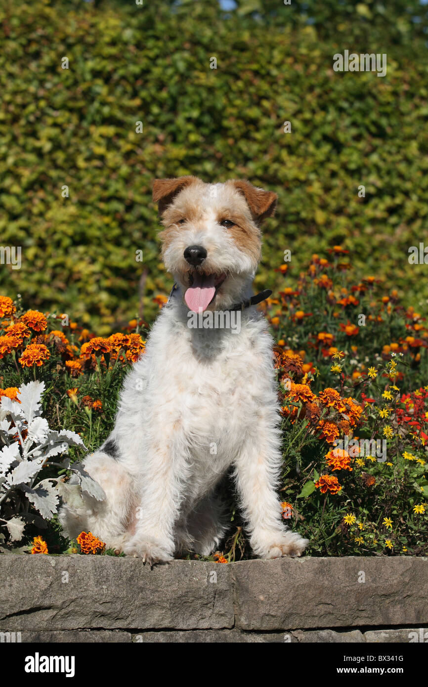 Image result for Wire haired fox terrier dog sitting hi-res stock photography and images ...