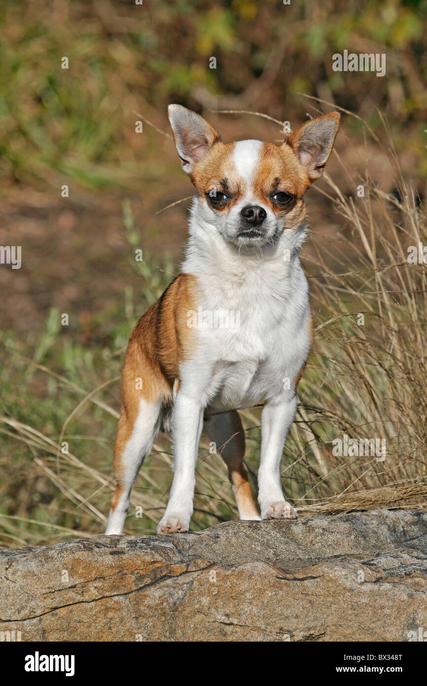 Shorthair chihuahuas hi-res stock photography and images - Alamy