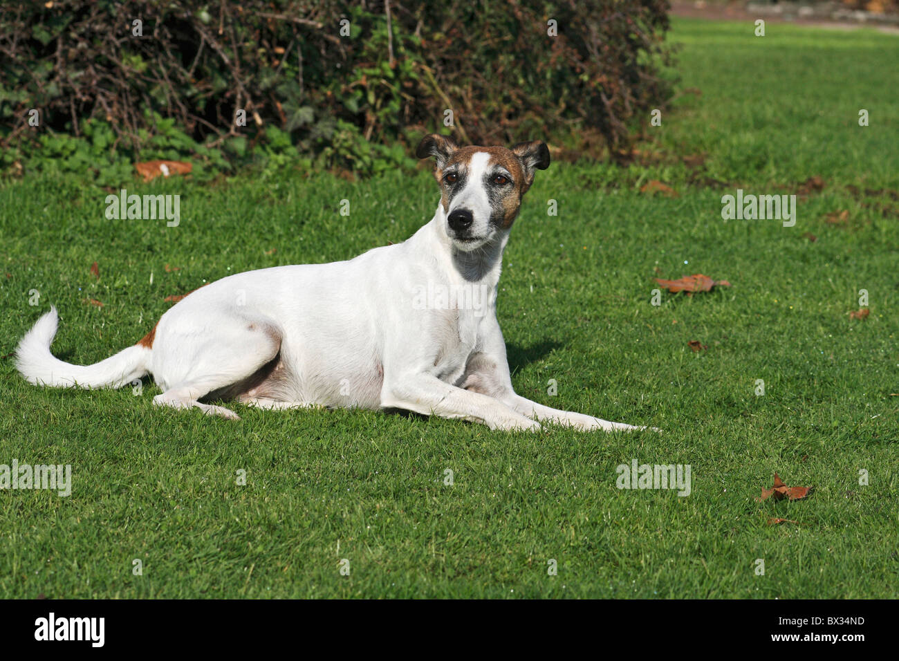 Smooth Haired Fox Terrier Dog Lying On Meadow Stock Photo