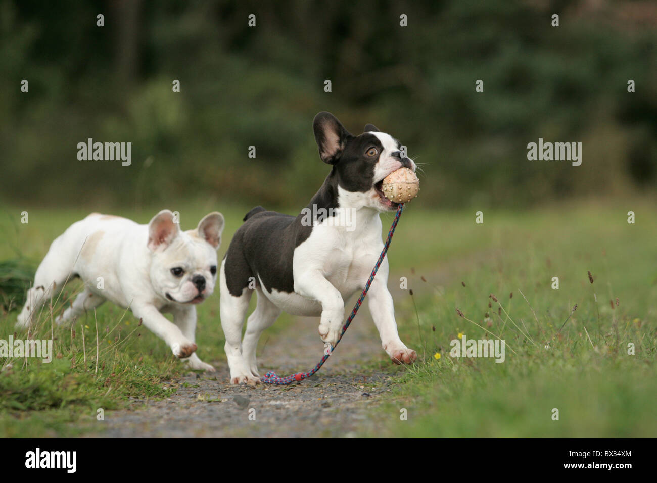 Light brown french bulldog white hi-res stock photography and images ...
