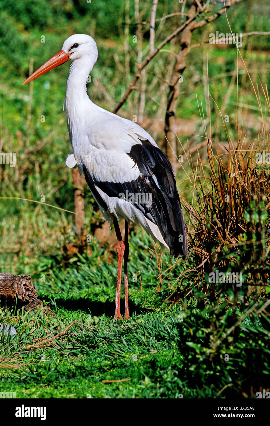 White Stork Stork Ciconia Ciconia Bird Birds Storks Animals Animal Stock Photo Alamy