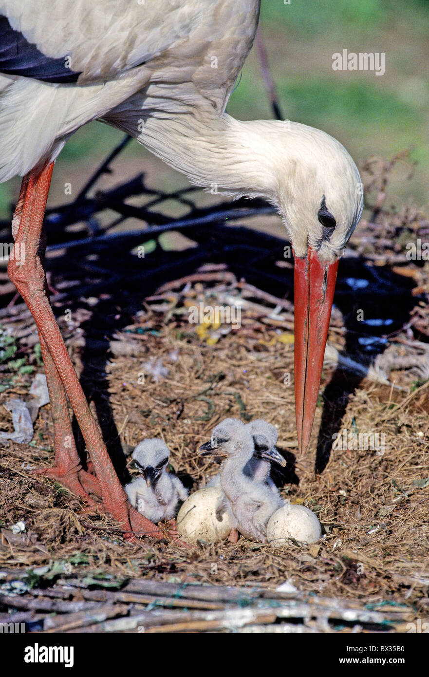 white stork stork Ciconia ciconia nest horst nest fledgling young