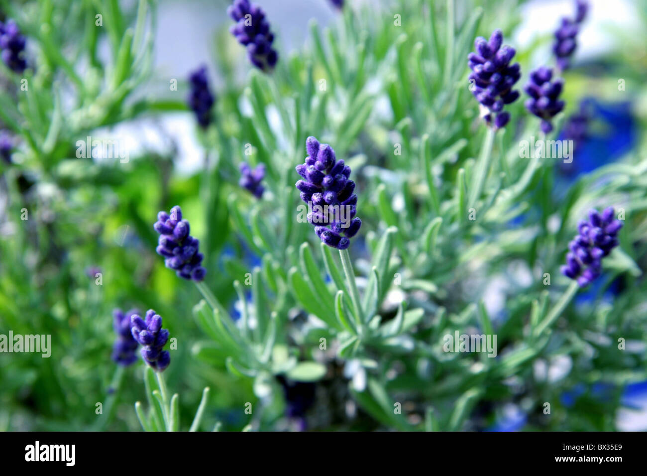 nature plants herbs tops lavenders blue Stock Photo