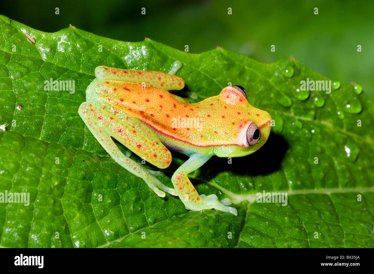 'Hyla punctata' tree frog from Ecuador Stock Photo