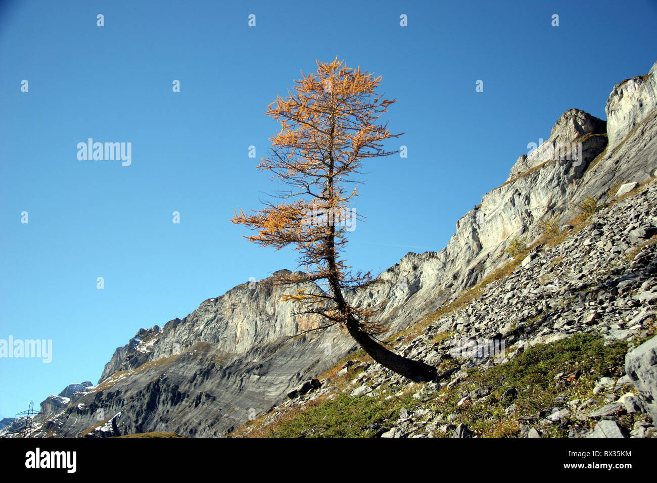 Switzerland Europe Bernese Oberland Sunnbuel near Kandersteg mountains Alps tree bald scanty larch crookedl Stock Photo