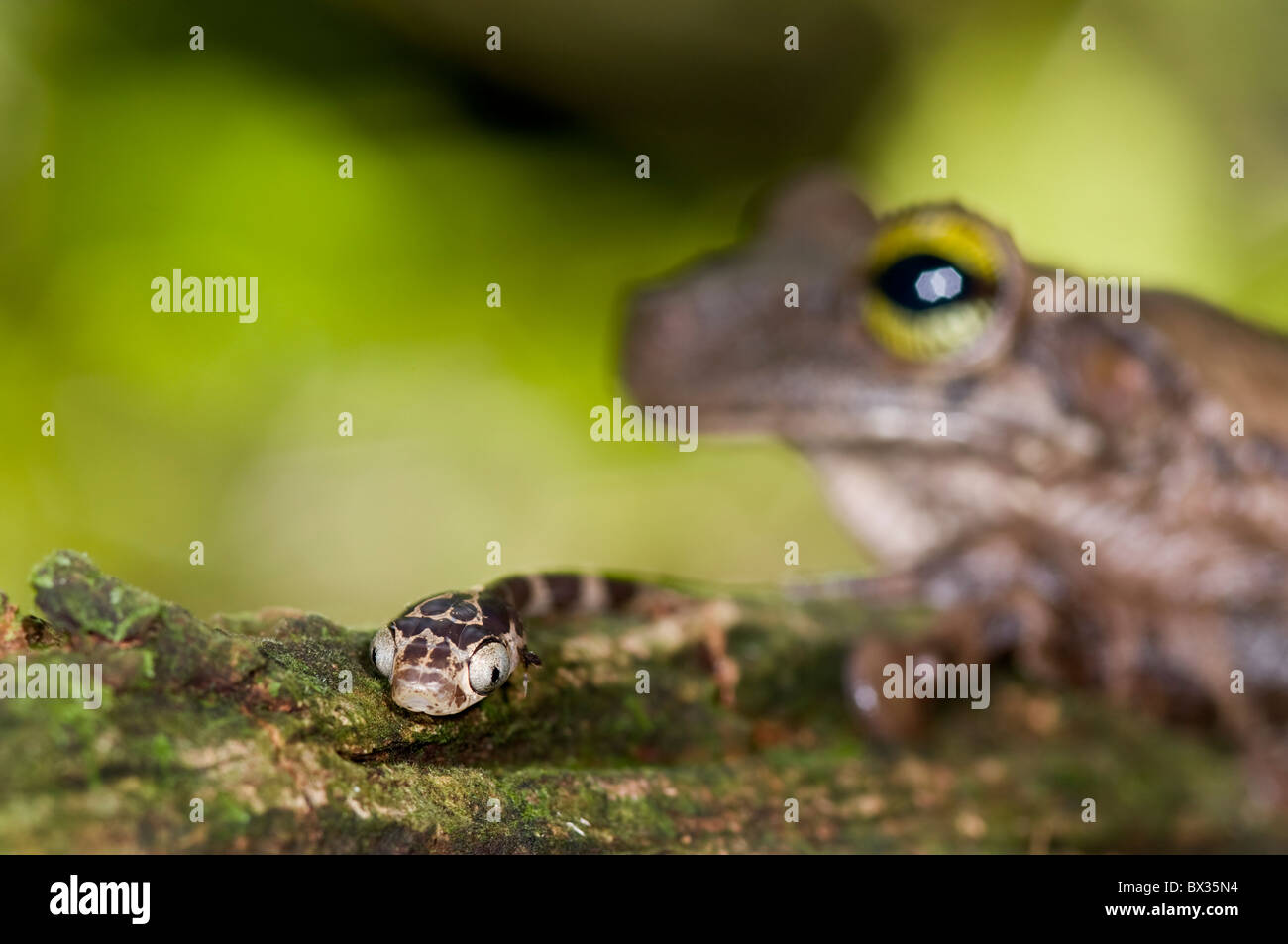 Small 'Imantodes cenchoa' snake from ecuador near a toad Stock Photo