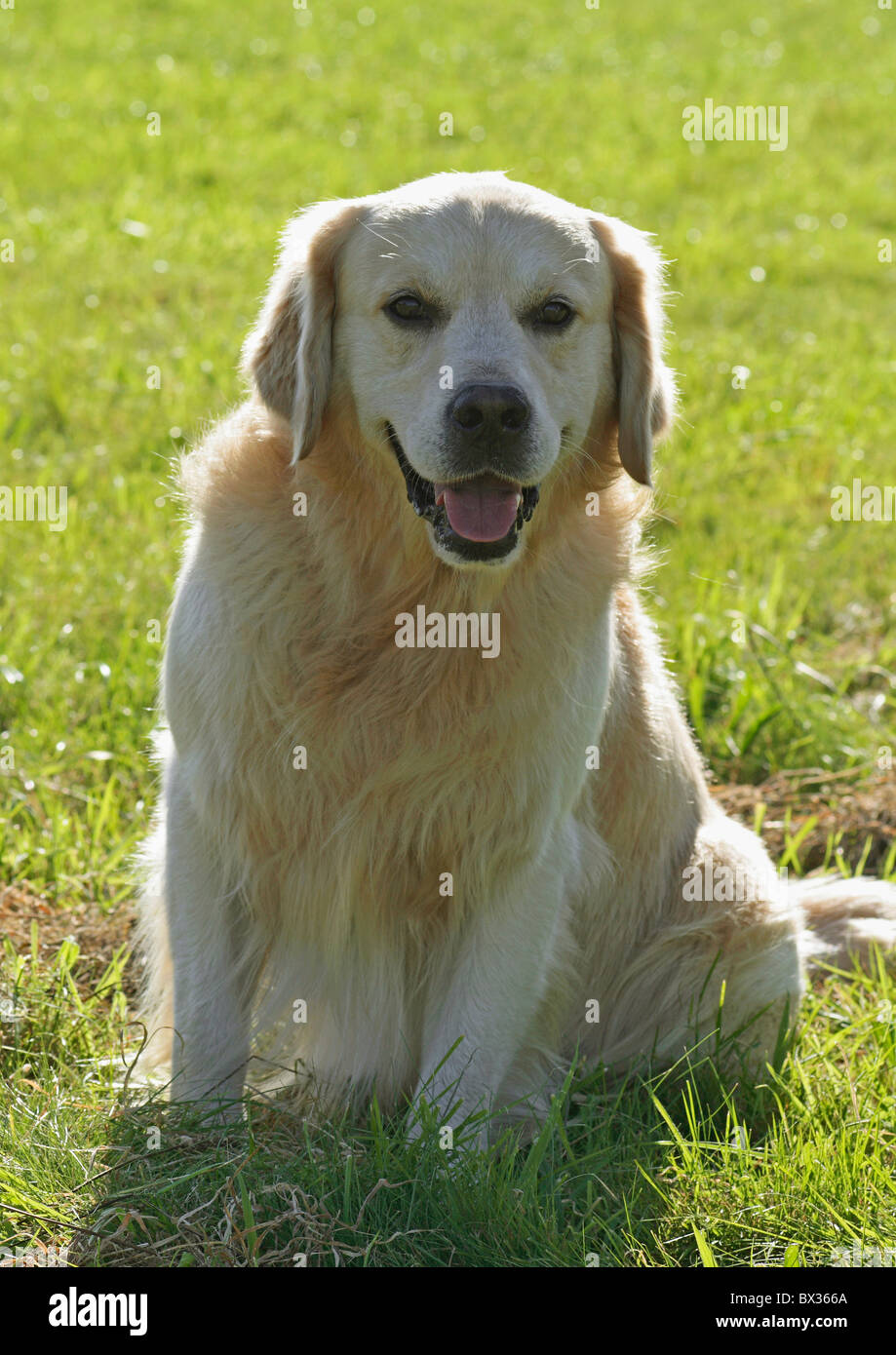 Golden retriever sits on grass hi-res stock photography and images - Alamy
