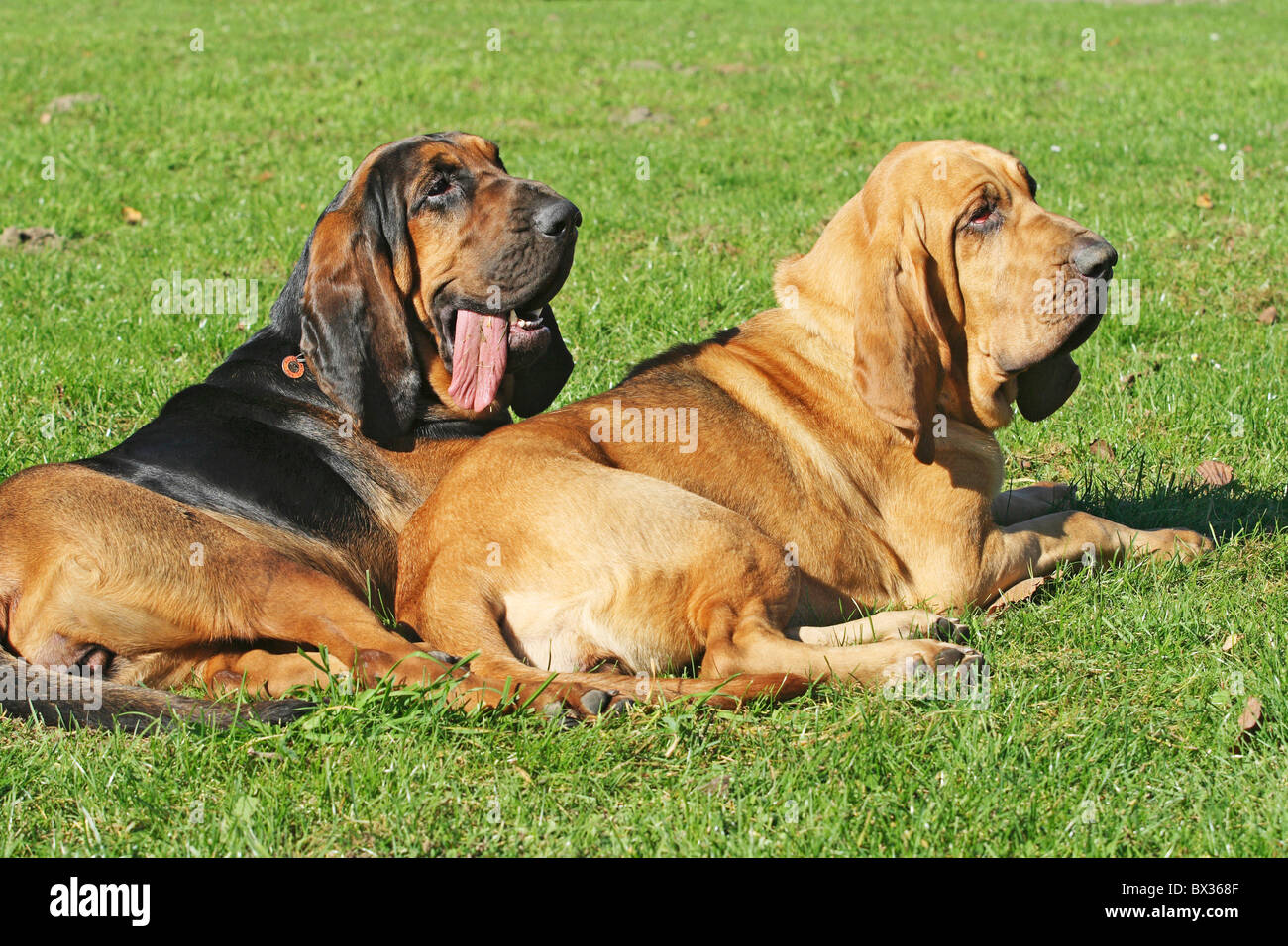 Are Bloodhounds Good Guard Dogs