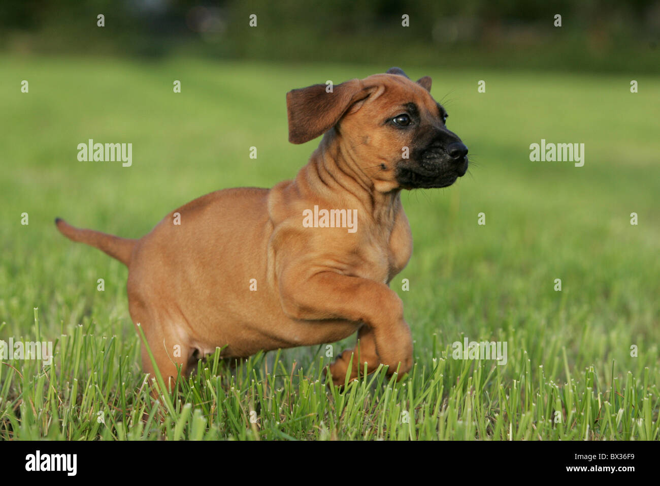 Rhodesian Ridgeback Puppy Stock Photo - Alamy