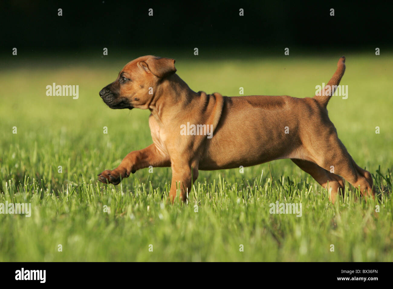 Moody puppies hi-res stock photography and images - Alamy