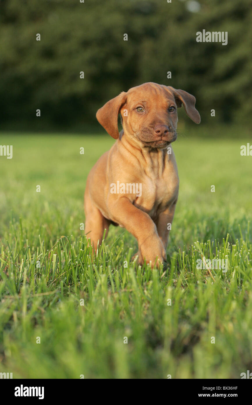 Rhodesian Ridgeback Puppy Stock Photo Alamy