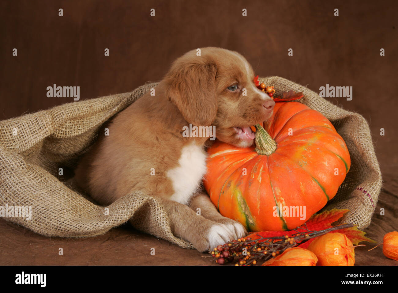 Toller Puppy Stock Photo