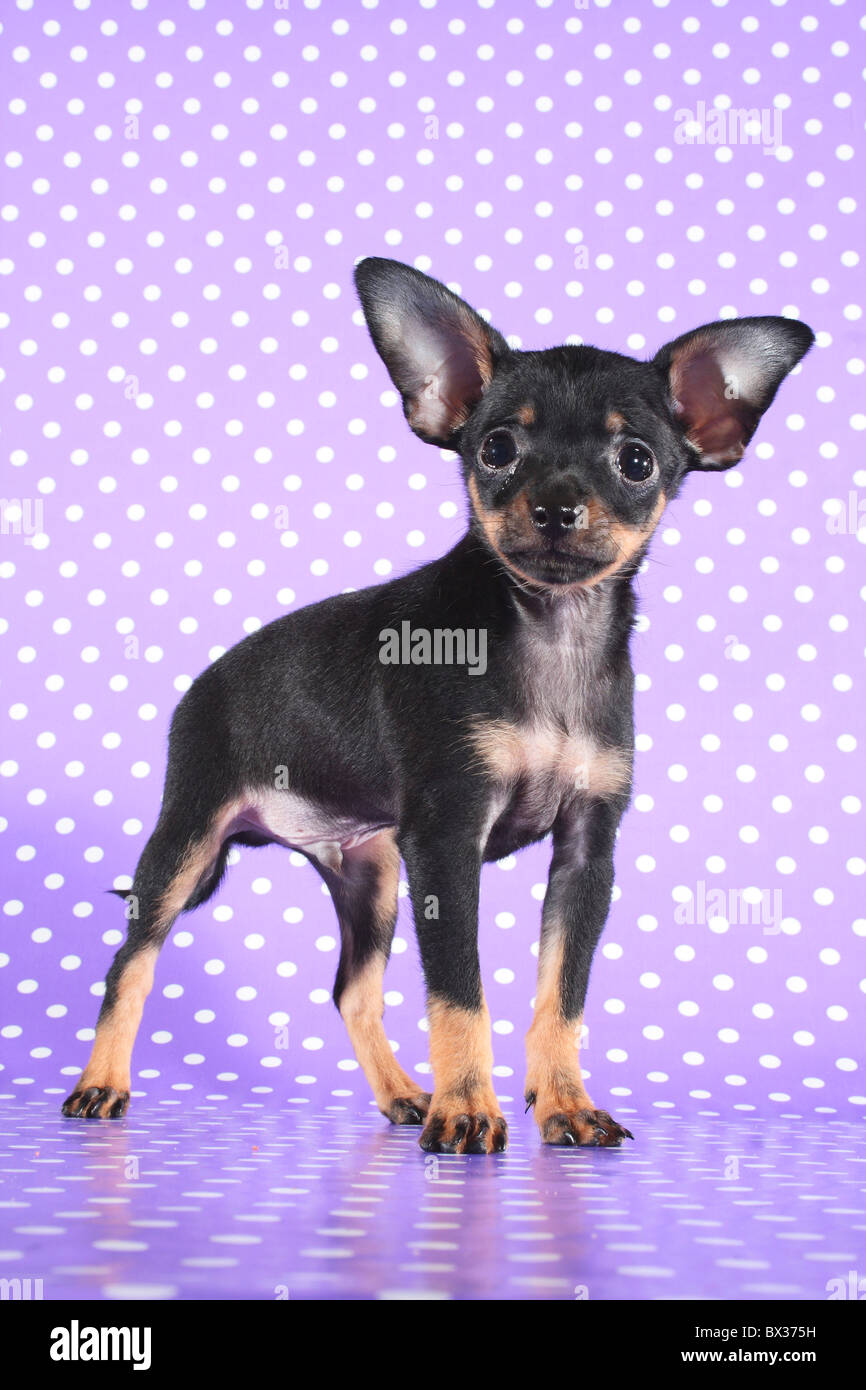 Russian Toy Terrier dog - puppy - standing Stock Photo