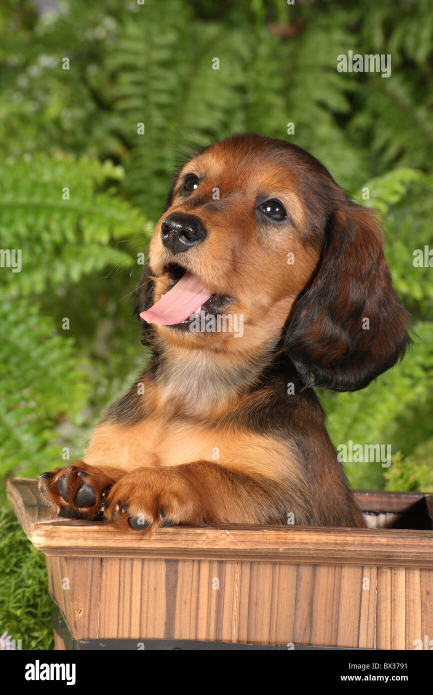 Long Haired Dachshund Puppy In Box Stock Photo 33263021 Alamy