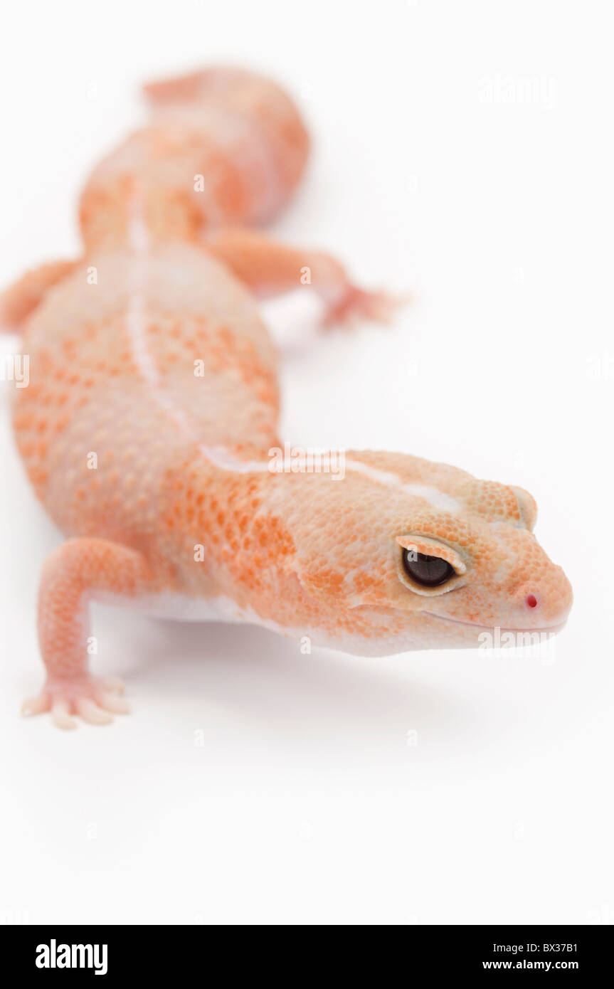 Amelanistic (Albino) African Fat-Tailed Gecko Stock Photo