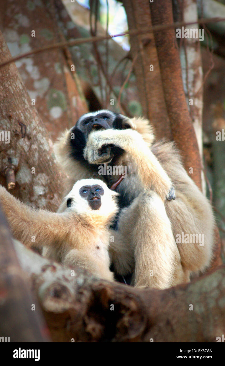 white gibbons baby with his mother Stock Photo Alamy