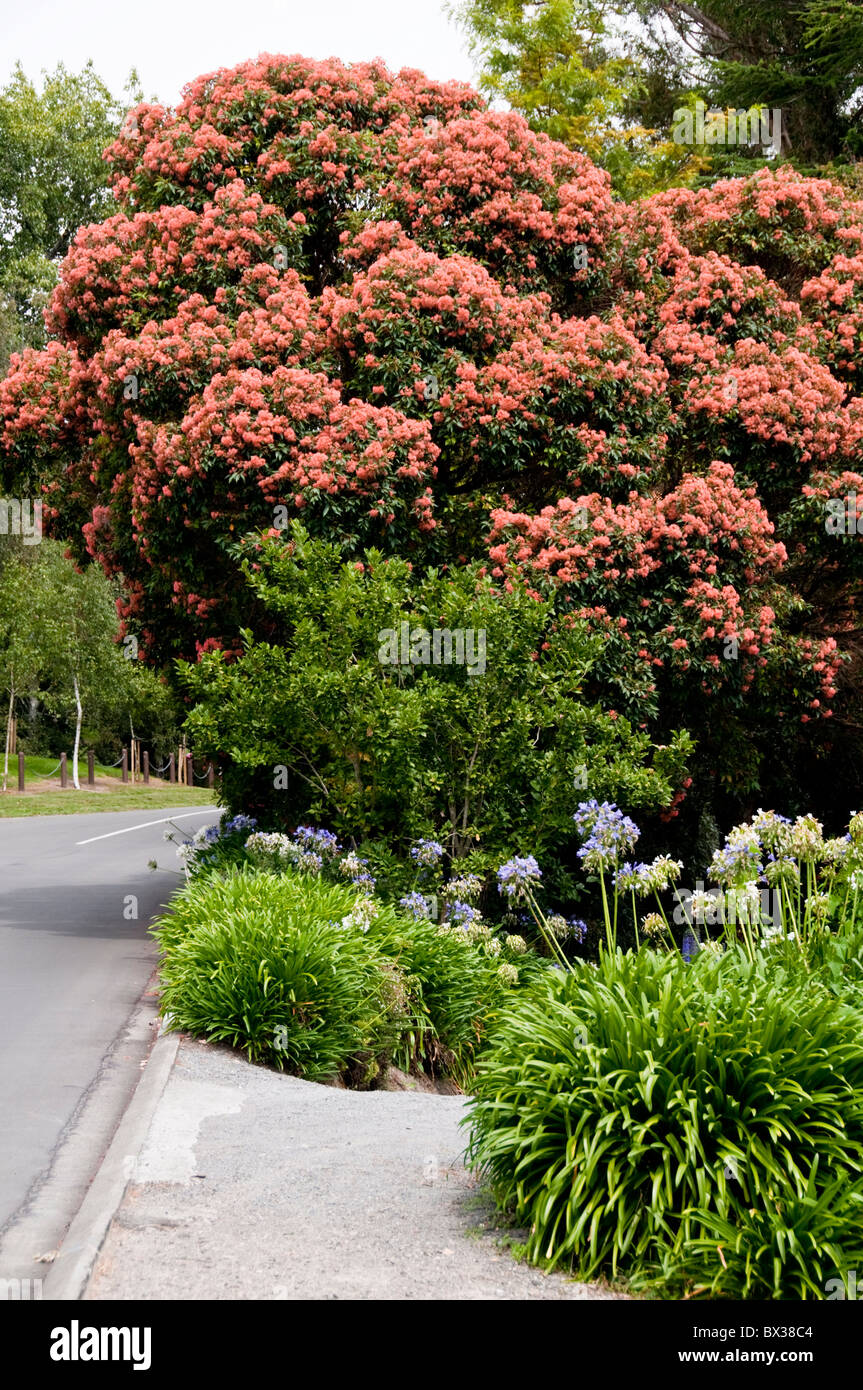 Rata Tree in Flower,Agapanthus,Flowers,Havelock North,Hawke's Bay,North Island New Zealand Stock Photo