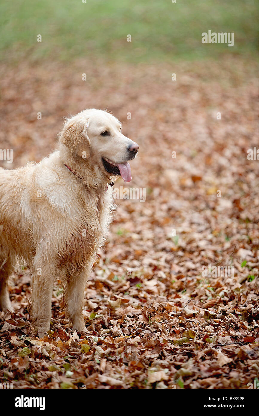 golden retriever in park in autumn Stock Photo - Alamy