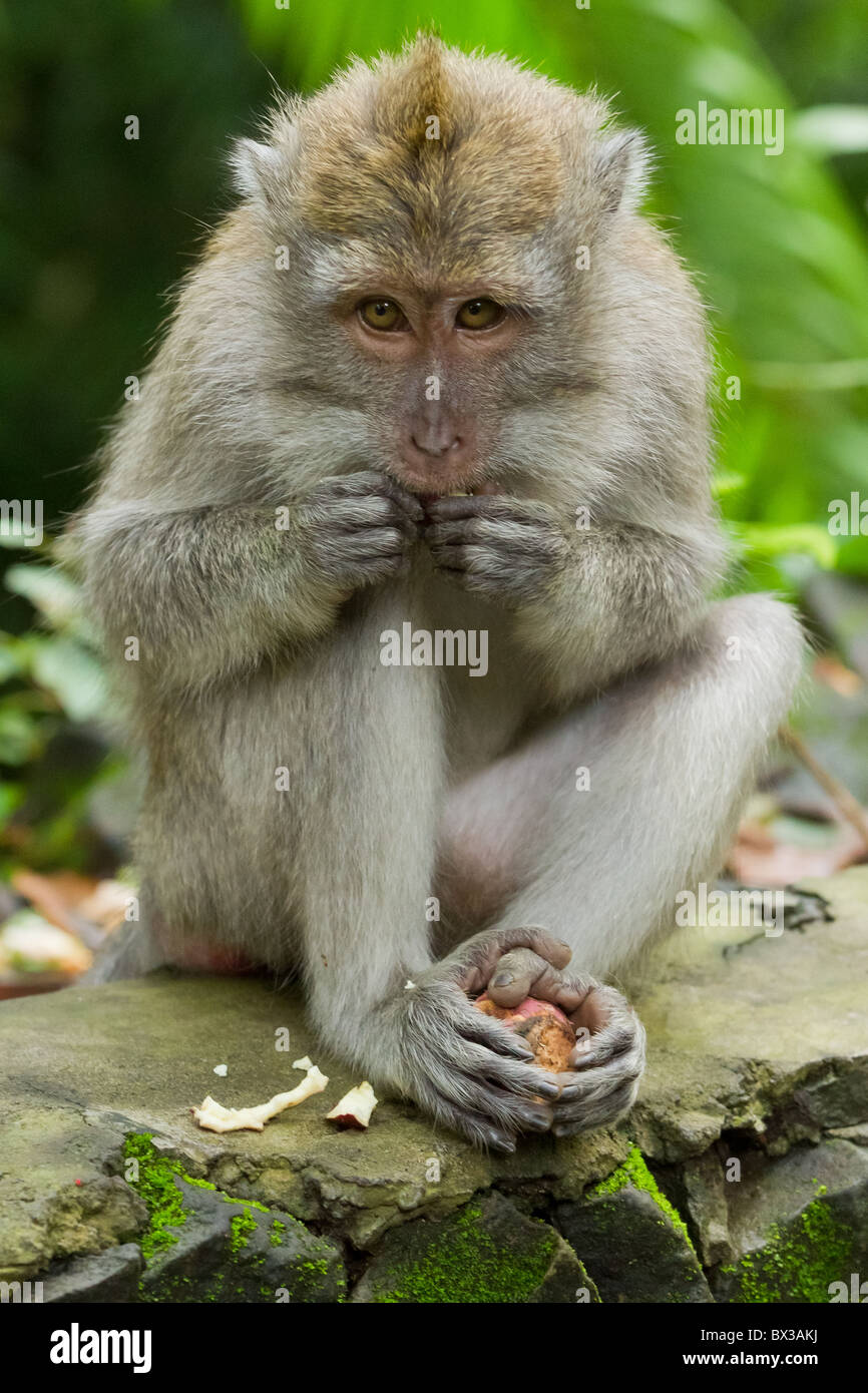 Monkey (Macaca fascicularis) at Dalem Agung Padangtegal temple in Sacred Monkey Forest, Ubud, Bali Indonesia Stock Photo