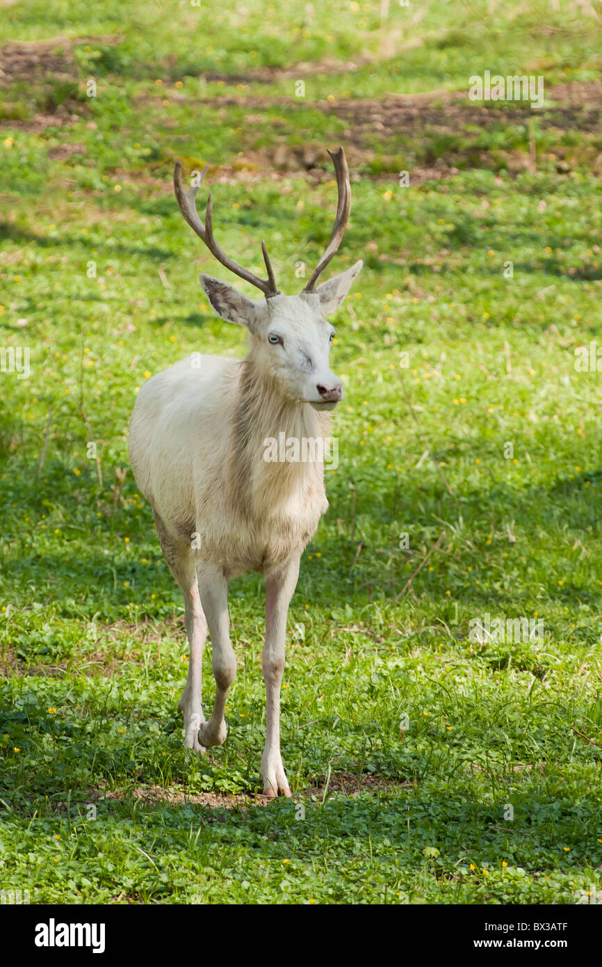 Albino deer hi-res stock photography and images - Alamy