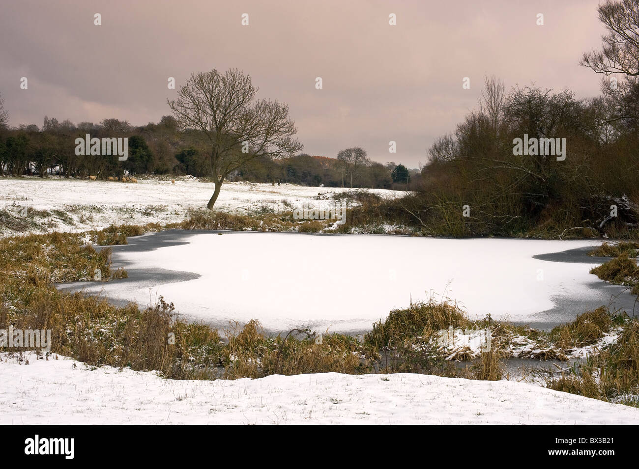 Frozen lake and farmland near Paulton,  Somerset, UK. Stock Photo