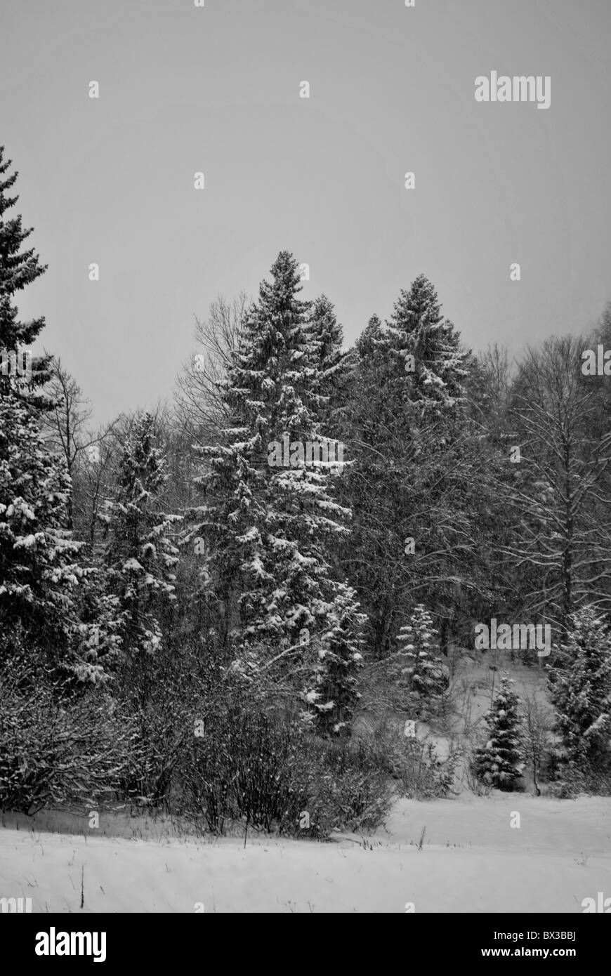 snows in the enchanted forest of larch and pine Stock Photo - Alamy