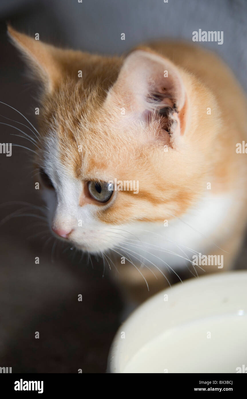 close-up of kitten Stock Photo